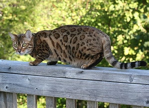Bengal Cat Progression: Growth Chart, Milestones, and Care Tips Picture