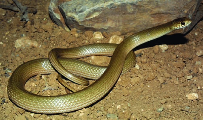 narrow-striped dwarf snake