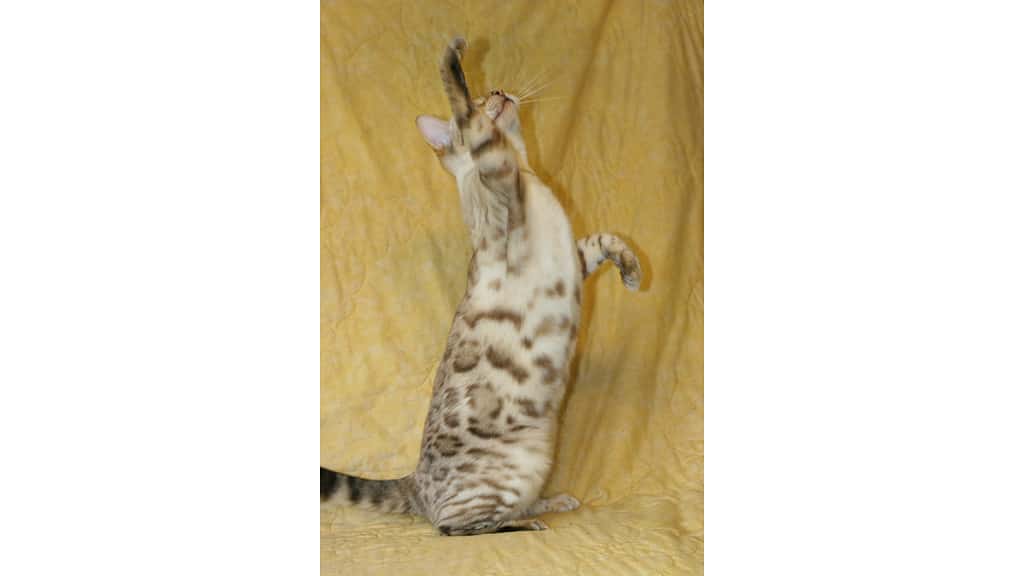 Bengal cats can learn all types of tricks like come, crate, and up.