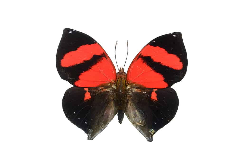 Red-striped leafwing butterfly. Siderone galanthis