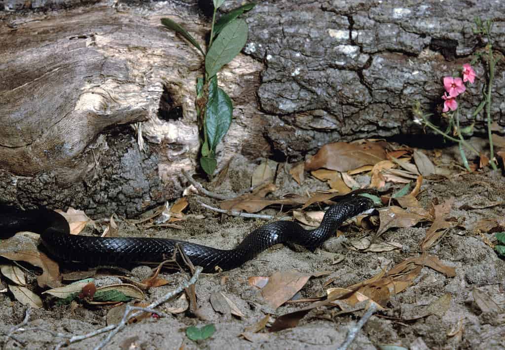 Eastern Black Racer (Coluber Constrictor)