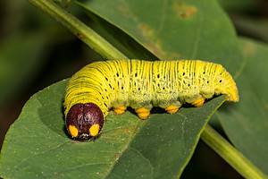 20 Caterpillars Found in North Carolina (11 Are Poisonous or Venomous) Picture