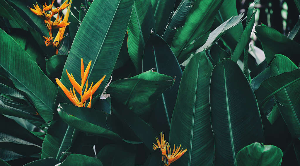 tropical leaves and flower, nature background