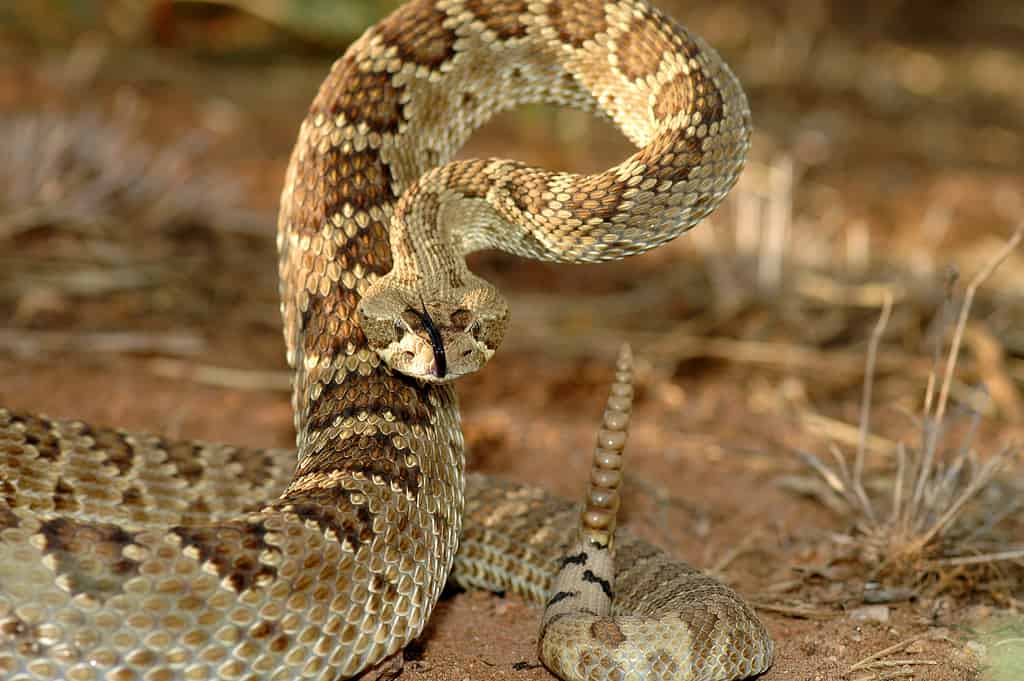 5. Mojave Rattlesnake