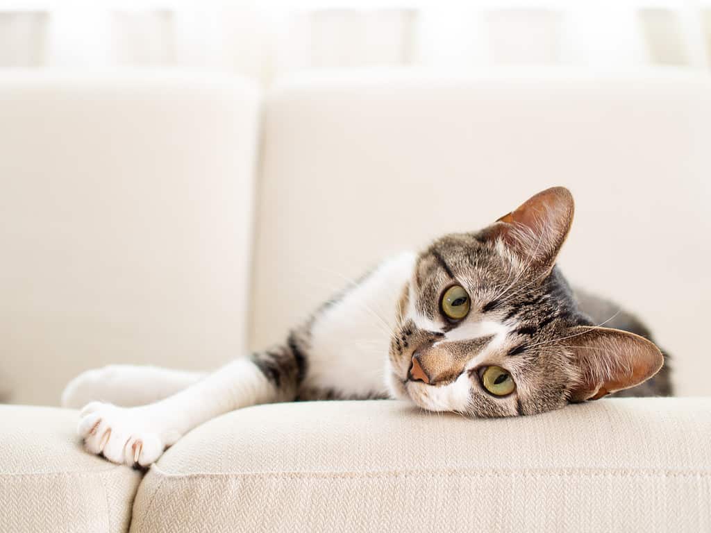 Cat on a sofa