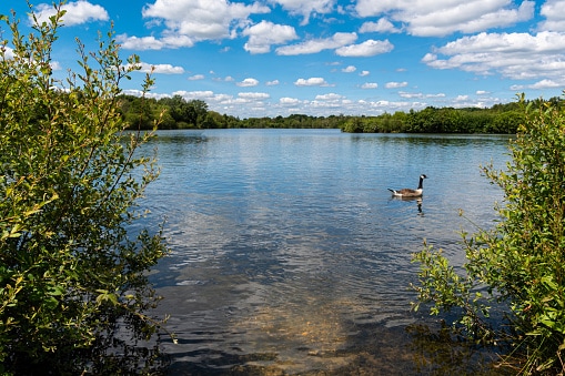 A Canada Goose swims along Horseshoe lake