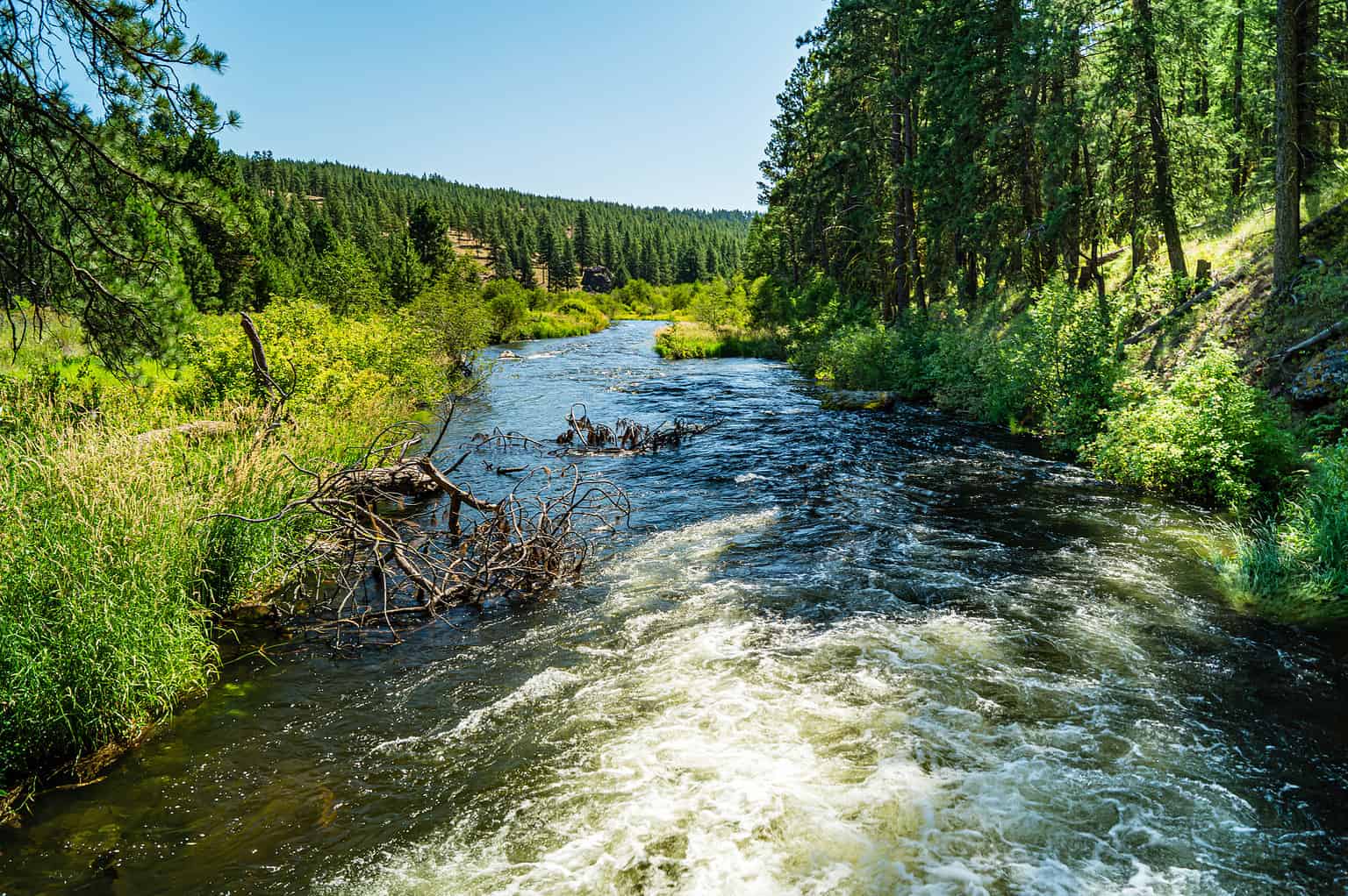 Discover the 10 Amazing Reasons Beavers Build Dams - A-Z Animals