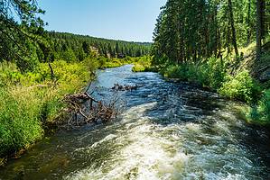 Discover The 10 Amazing Reasons Beavers Build Dams - Az Animals