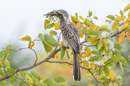 African Grey Hornbill with its prey, an insect