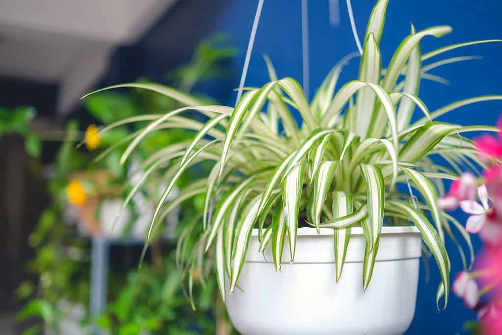 Chlorophytum comosum, Spider plant  in white hanging pot / basket, Air purifying plants for home, Indoor houseplant