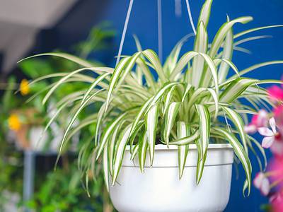 A How Long Do Spider Plants Live? 12 Tips for Extending Its Life