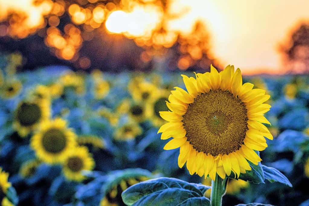 Kansas, Sunflower, Summer, Nature, Farm