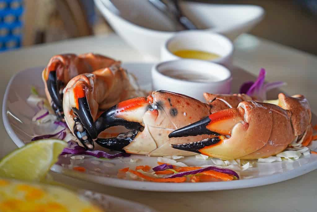 Florida Stone crab claws served with butter and dip at the resaturant in Miami, USA