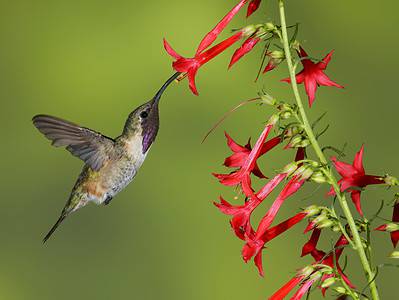 A 18 Beautiful Red Flowers That Attract Hummingbirds