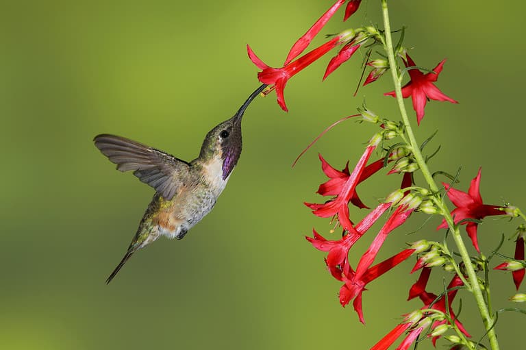 Adult male Lucifer Hummingbird (Calothorax lucifer)