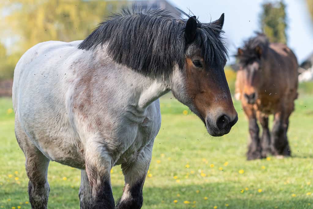 blue roan draft horses