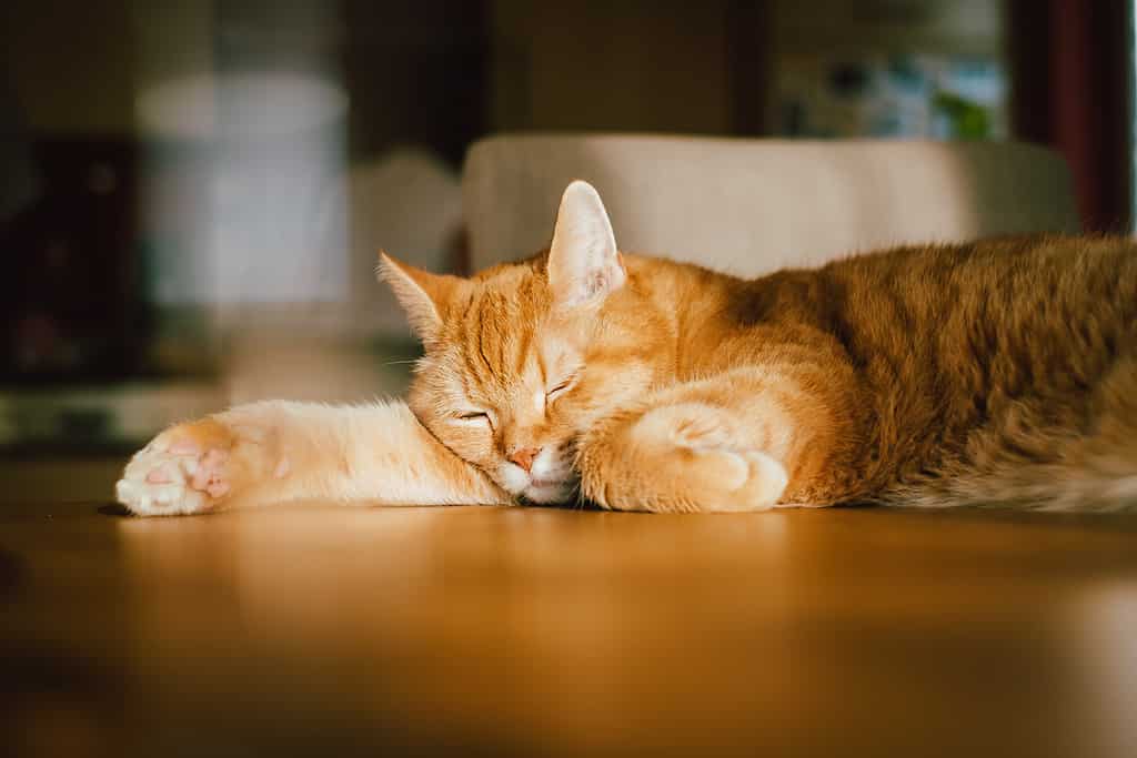 Lazy ginger cat sleeping on the table in the sunlight for a little nap