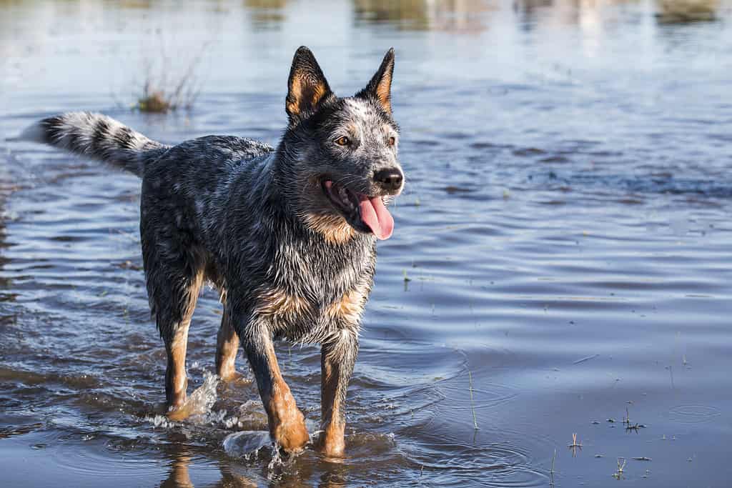 Australian Cattle Dog  (Blue heeler) playing in the water of a dam mouth open looking into the distance