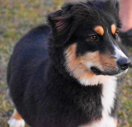 Gorgeous Australian Shepherd dog