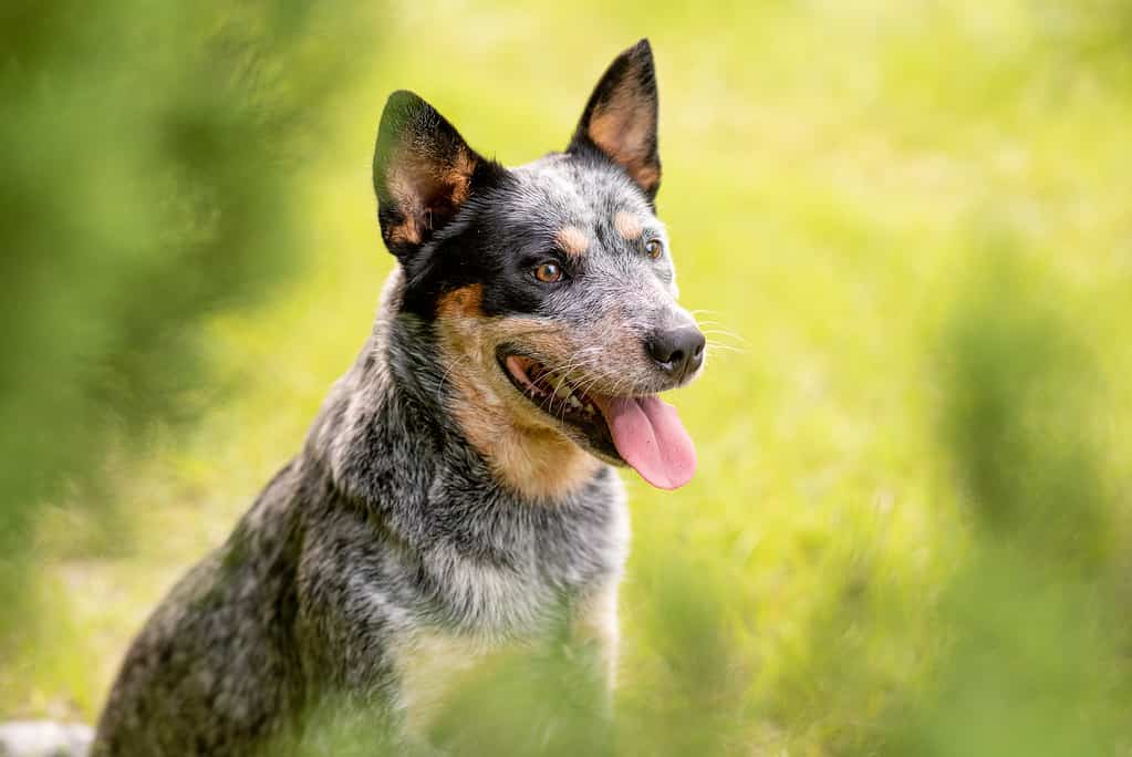 The 7 Most Common Health Problems in Blue Heelers - A-Z Animals
