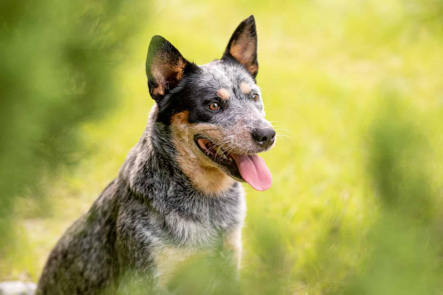 Blue Heeler Prices in 2024: Purchase Cost, Vet Bills, and More! - A-Z ...