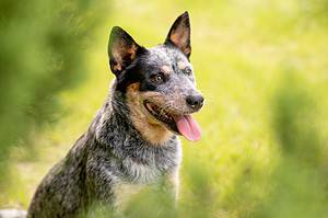 Blue Heeler Prices in 2024: Purchase Cost, Vet Bills, and More! Picture