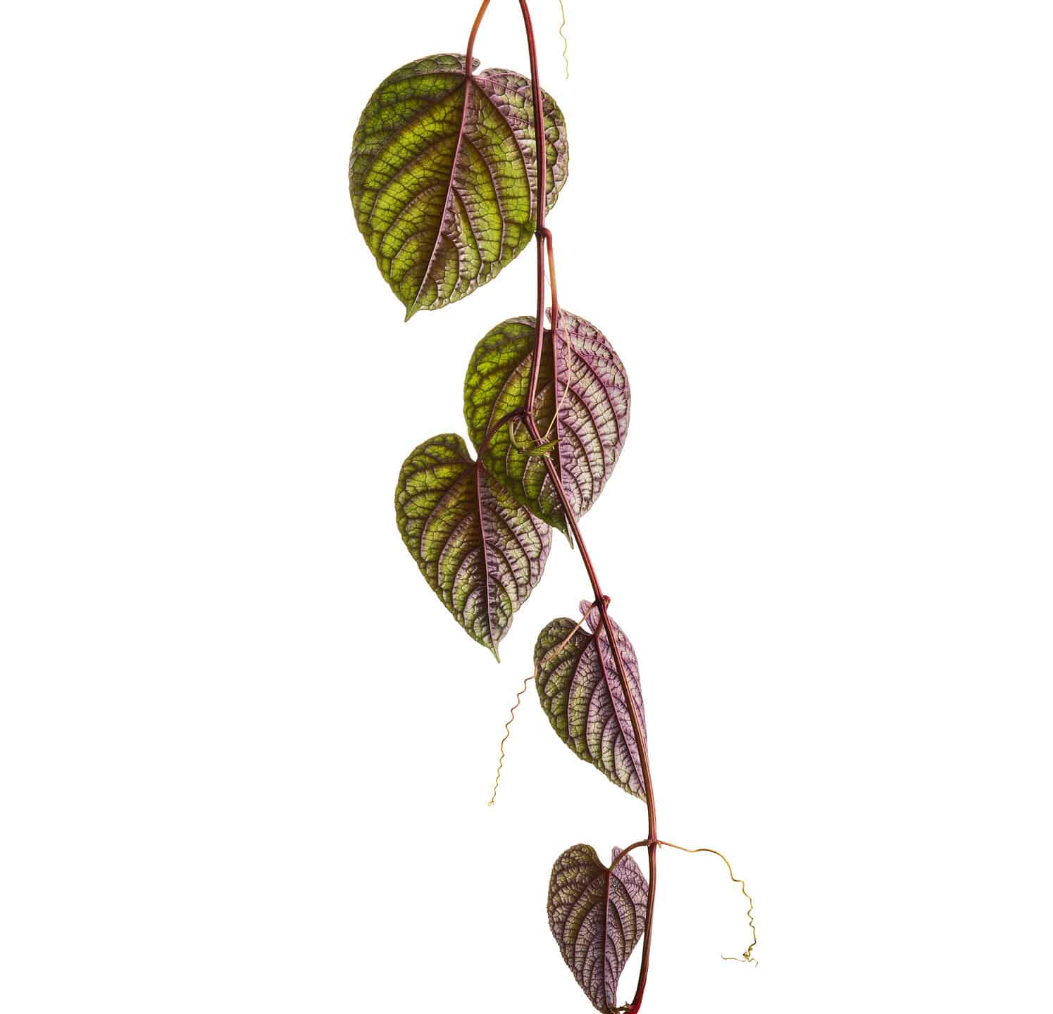 Rex begonia vine leaves, Exotic colorful leaf isolated on white background with clipping path