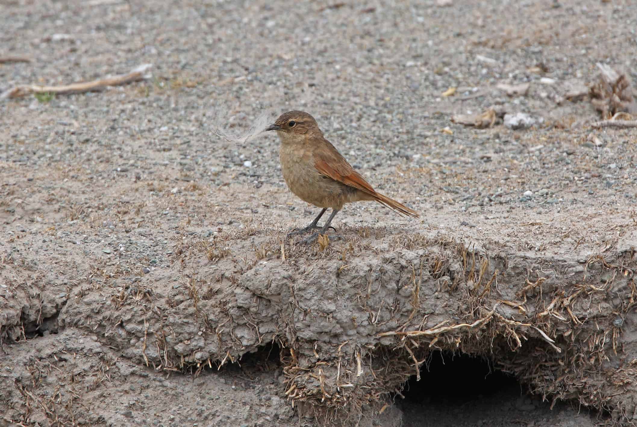 Plain-breasted Earthcreeper