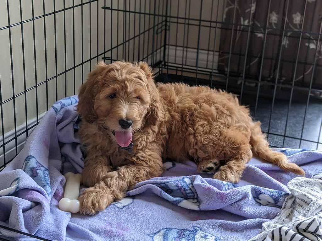 cockapoo puppy in a makeshift bed in crate