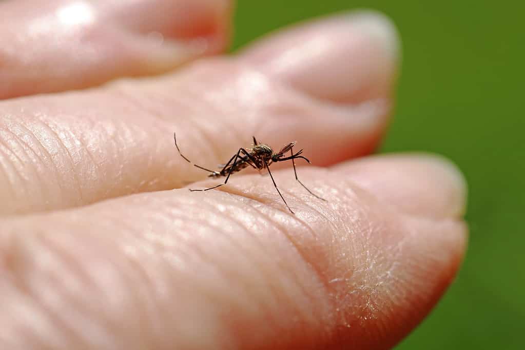 A dangerous Asian bush mosquito (Aedes japonicus) on the hand of a woman