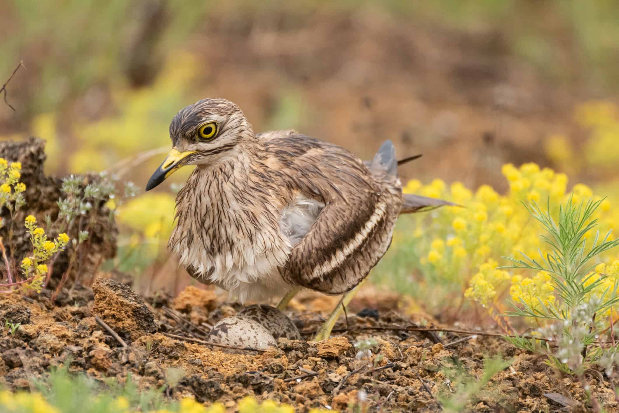 Burhinus oedicnemus Eurasian Stone Curlew sits on eggs in its nest