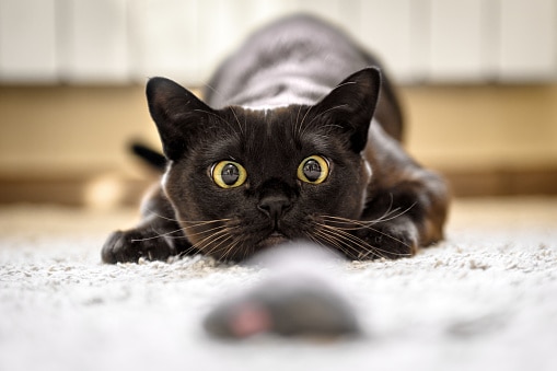 Cat hunting to mouse at home, Burmese cat face before attack close-up