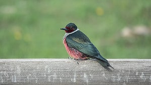 15 Woodpeckers in Colorado (Pictures, ID Guide, and Common Locations) Picture