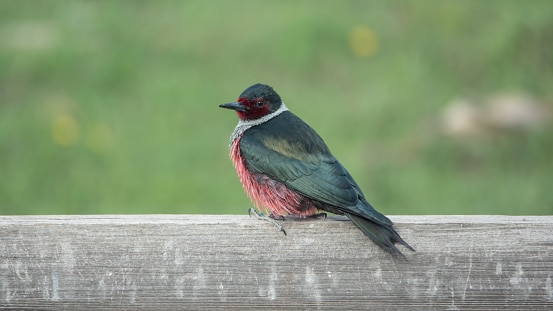 Lewis's Woodpecker