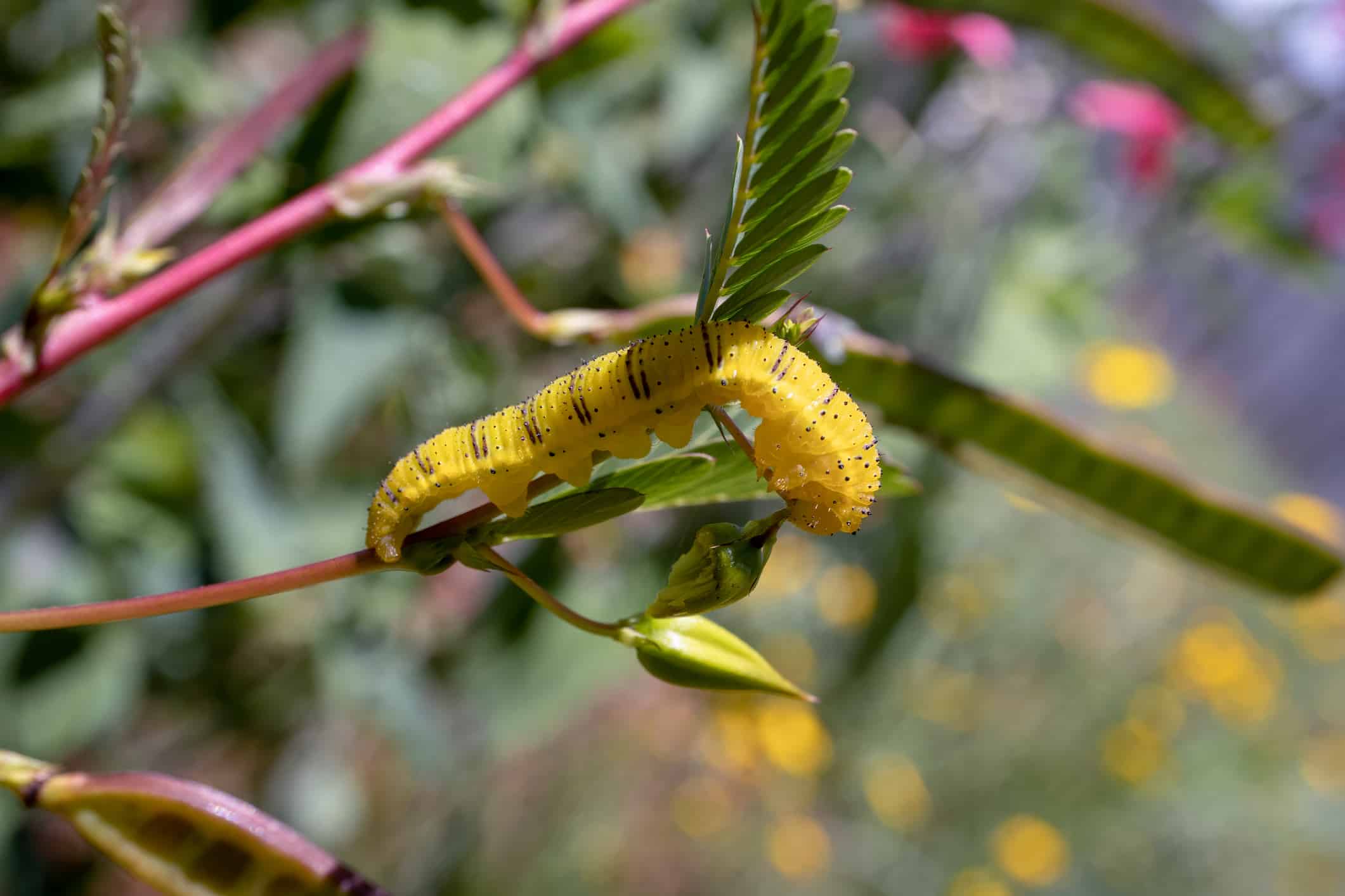 Cloudless sulphur (Phoebis sennae) caterpillar