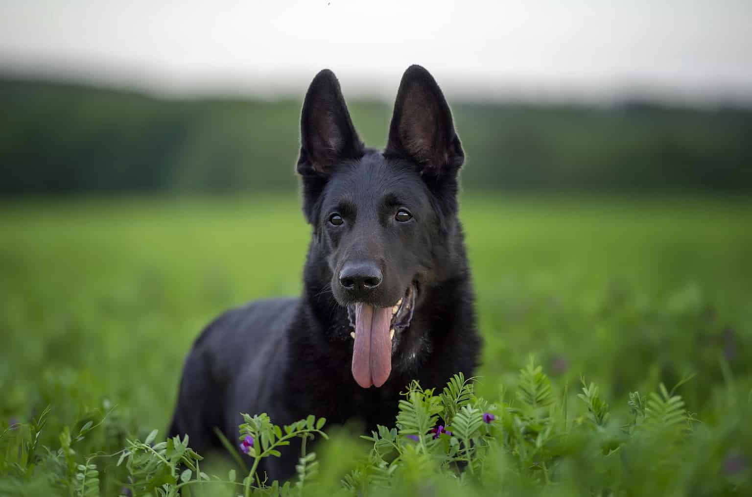 German Shepherd Colors: Rarest to Most Common - A-Z Animals