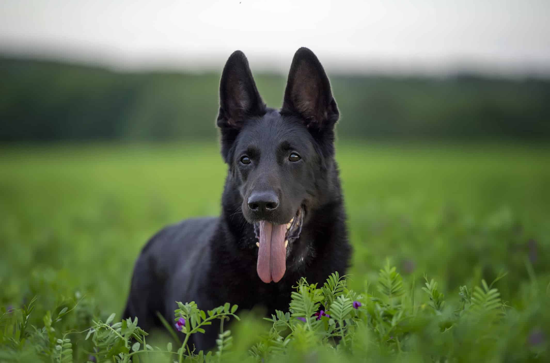 Portrait of black german shepherd dog in a green meadow