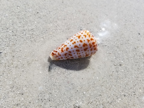 Side view of alphabet cone snail in shallow ocean water
