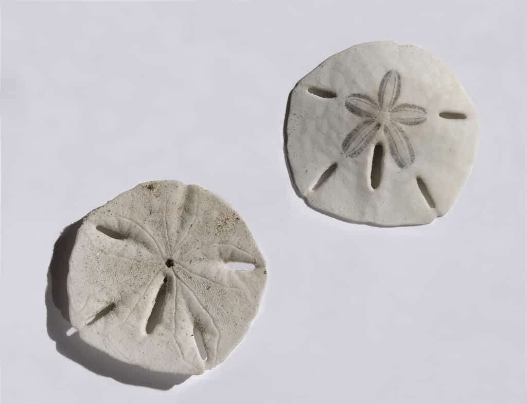 Two sand dollars front and back