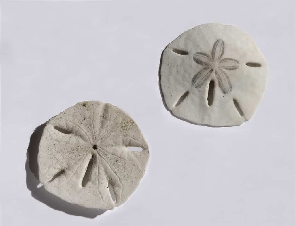 Sand Dollar  Shape of Life