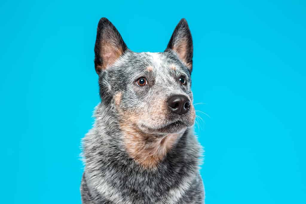 Close up portrait of serious face of blue heeler or australian cattle dog against blue background. Copy space