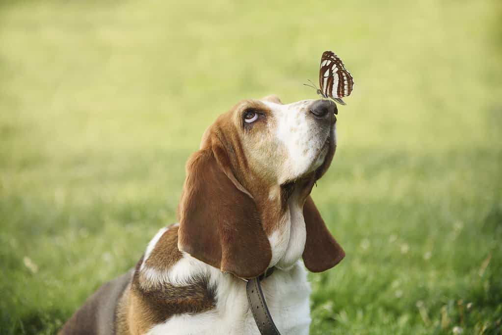 Cute dog with butterfly on his nose