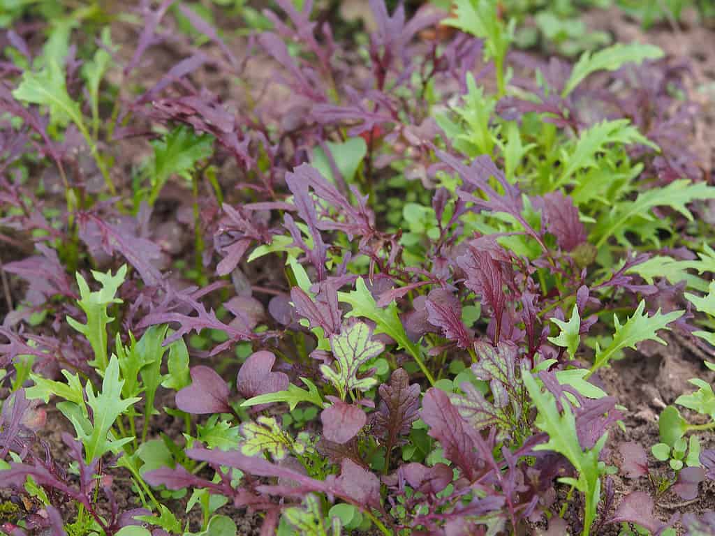 Red and green leaves of japanese mustard mizuna in the garden closeup, Useful spicy herbs for vegan and vegetarian nutrition with vitamins and iodine