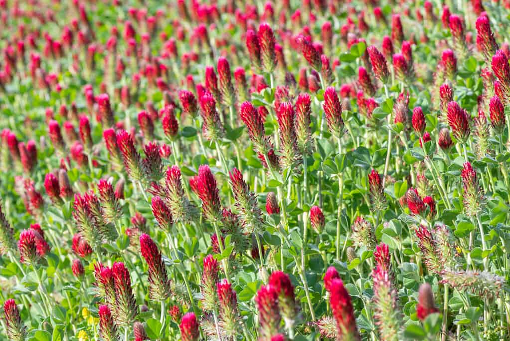 A field of blooming crimson clover.