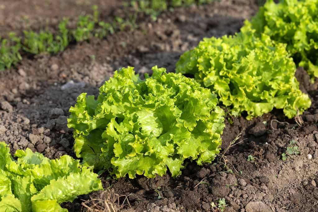 Green Batavia lettuce