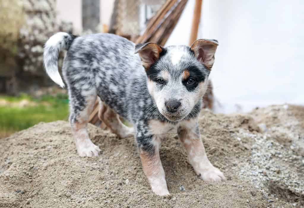 Puppy standing on sand pile while looking at the camera.
