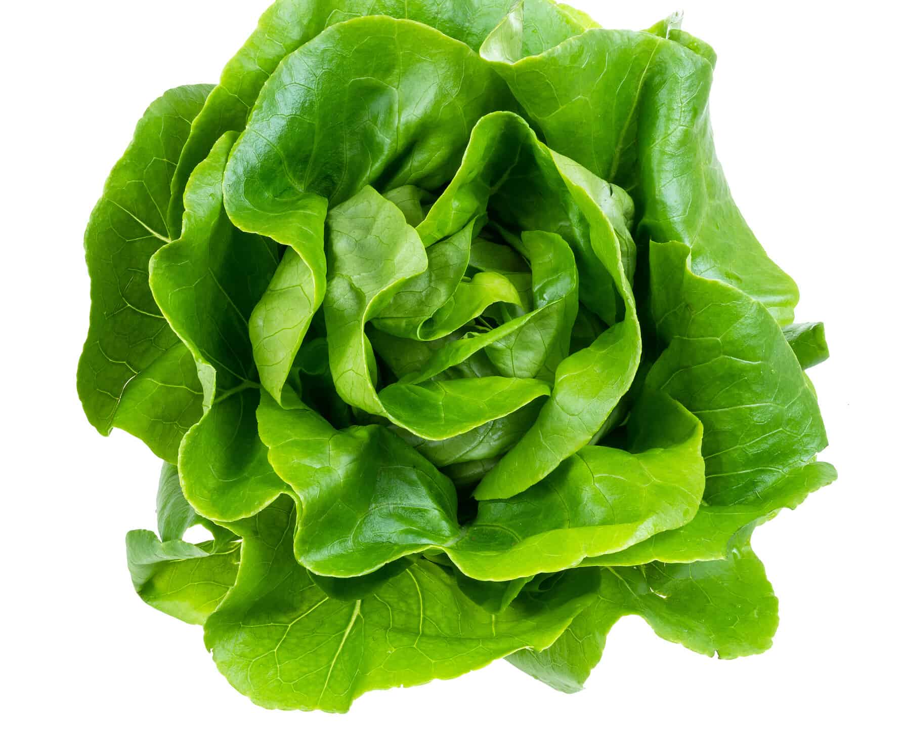 above view of head of boston lettuce cutout
