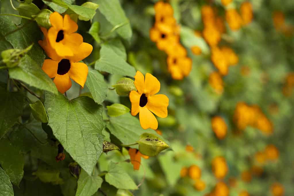 Thunbergia alata - Flower poet's eye, black-eyed Susan vine with trellis