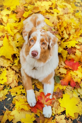 Tri color hotsell australian shepherd