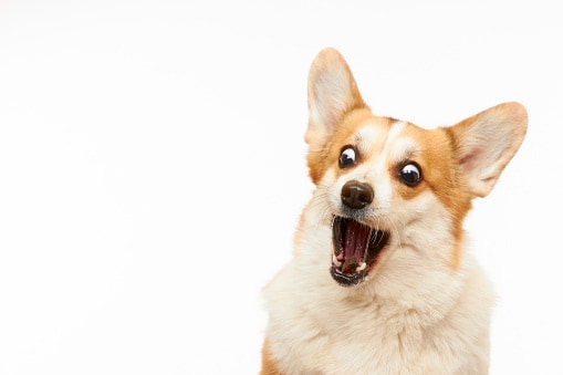 Studio shot of Welsh corgi Pembroke catching a treat.